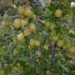 Our gooseberries